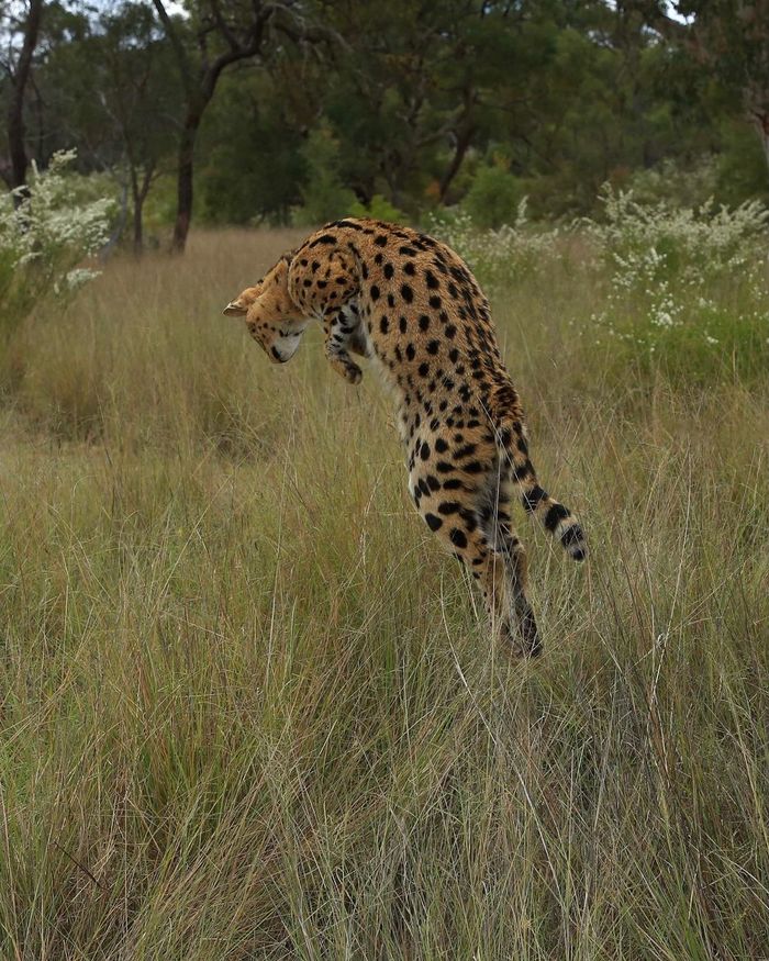Tall grass is not a hindrance to a real predator) - Serval, Small cats, Cat family, Predatory animals, Wild animals, Wild cat center, Australia, Reserves and sanctuaries, Species conservation, Animal protection, Interesting, Hunting, Grass, Longpost, Mouse-bending