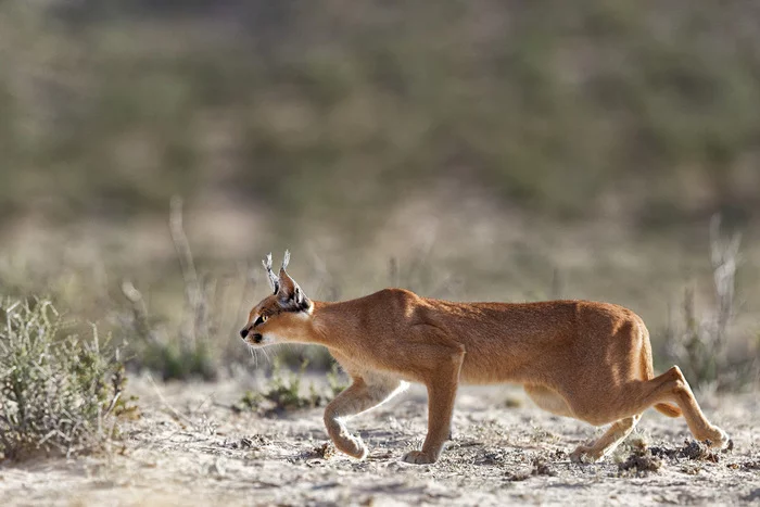 Caracal chasing prey - Caracal, Small cats, Cat family, Predatory animals, Wild animals, wildlife, South Africa, The photo, National park