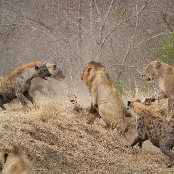 Confrontation - Hyena, Spotted Hyena, a lion, Big cats, Cat family, Predatory animals, Wild animals, The photo, South Africa