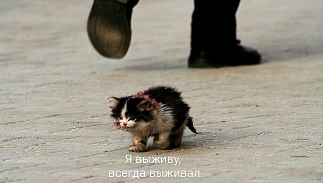 Survive, always survived - One day, cat, Animals