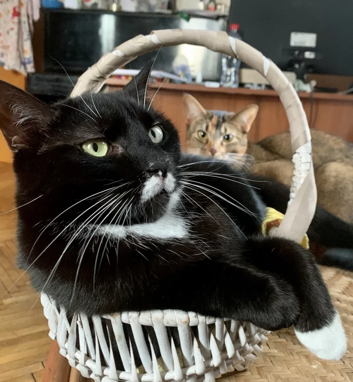 Invader - My, cat, Basket, The photo