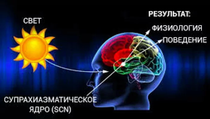 Темная сторона искусственного света - Моё, Свет, Наука, Сон, Мозг, Нейробиология, Физиология, Поведение