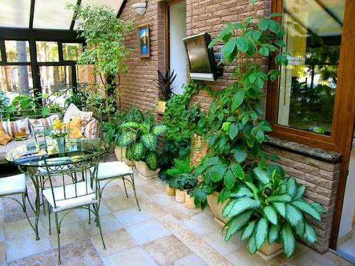 A question for plant connoisseurs - Plants, Advice, Interior, Balcony, Loft