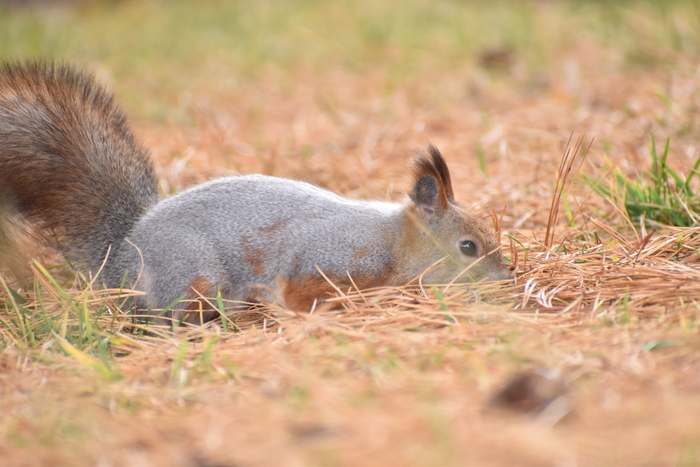 Белка ищет шишку