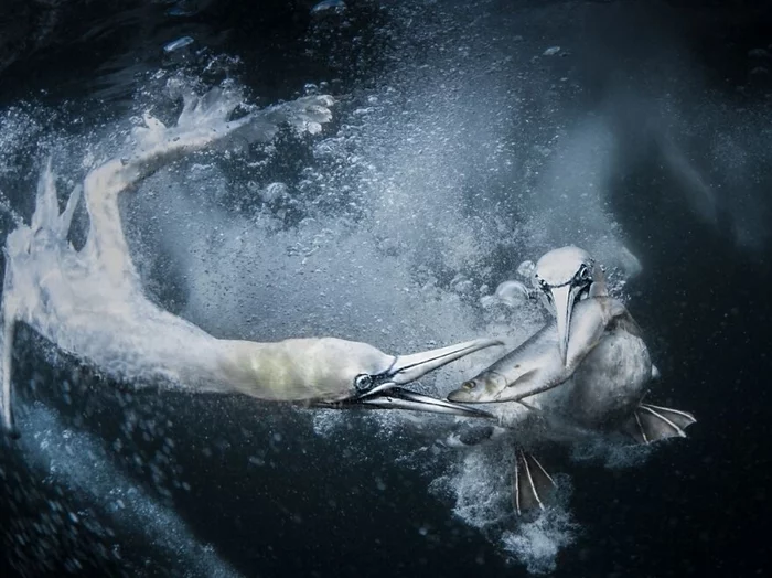 Spearfishing gannets - Sea, The photo, Underwater world, Birds, Booby, A fish, Mining