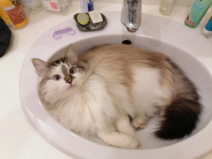 The most comfortable place in the house - My, cat, Pets, Sink