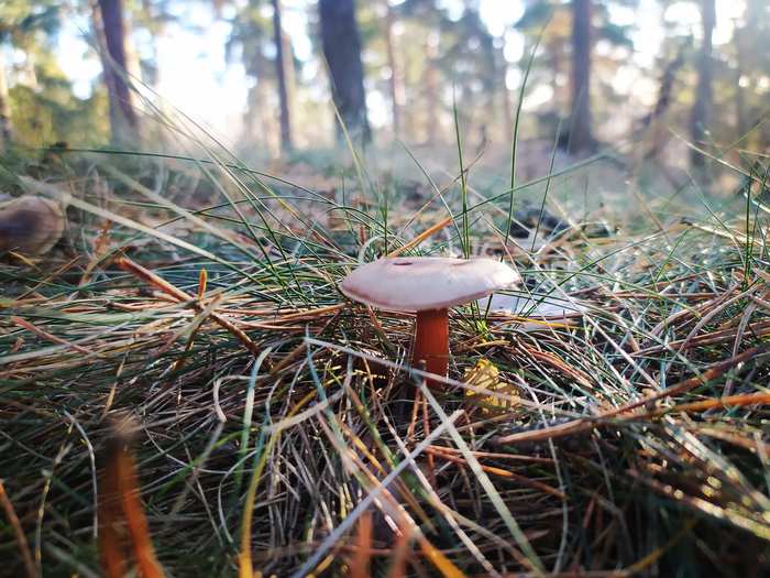 november mushroom - My, Mushrooms, Forest