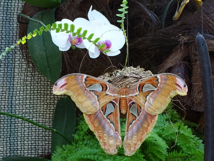 Walk through the Sochi Park Arboretum. Fountain of Cupid, pigeons, cork tree, butterfly garden. 2019 - My, Sochi, The park, Arboretum, Walk, Fountain, Palm trees, Pigeon, Cork tree, Garden, Butterfly, The photo, Video, Longpost