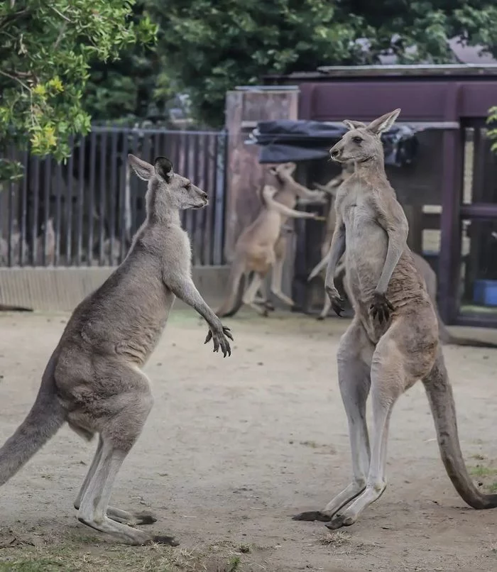Big showdown of little kangaroos - Wild animals, Yokohama, Japan, Safari Park, Yokohama, Kangaroo, Marsupials, Fight, Interesting, Longpost