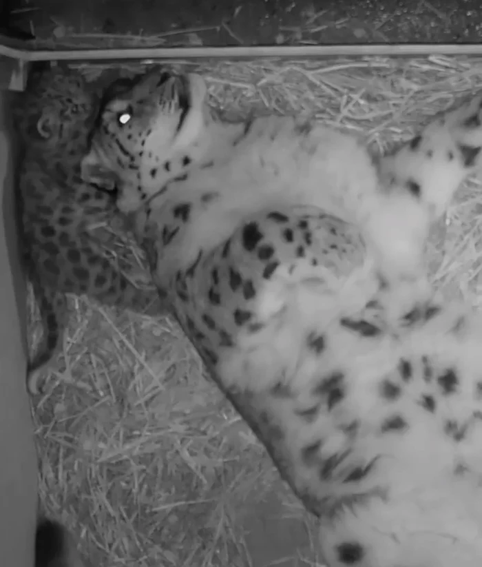 A heroic attempt to relax in the same bed with little Barsik - Snow Leopard, Big cats, Cat family, Wild animals, Predatory animals, Fluffy, Milota, Kittens, Zoo, England, Night, Children, Video, Longpost