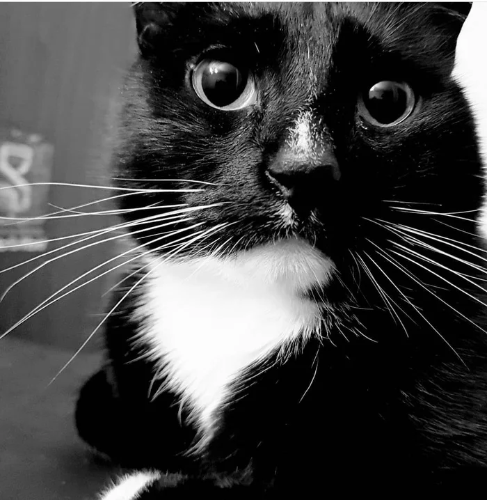 The muzzle is beautiful - My, cat, Black cat, Paws, Black and white photo, Black and white, beauty, Longpost