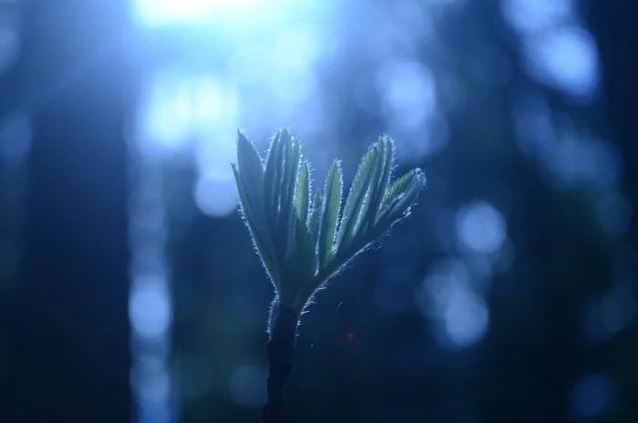 Natural beauty - My, beauty of nature, The photo, Walk in the woods