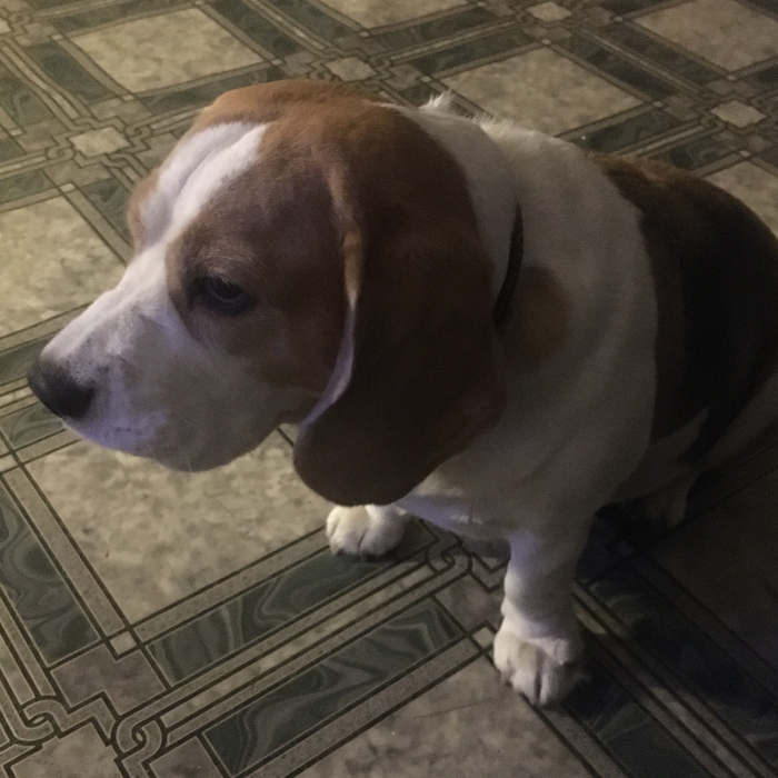 Оцените собакена ( порода бигль)