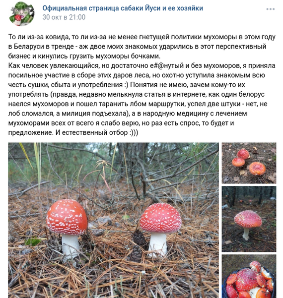 Microdosing of fly agarics. A couple of biochemical words about these beauties - My, Fly agaric, Psychoactive substances, The medicine, Health, Mushrooms, Addiction, Fatigue, Stimulant, I, Longpost