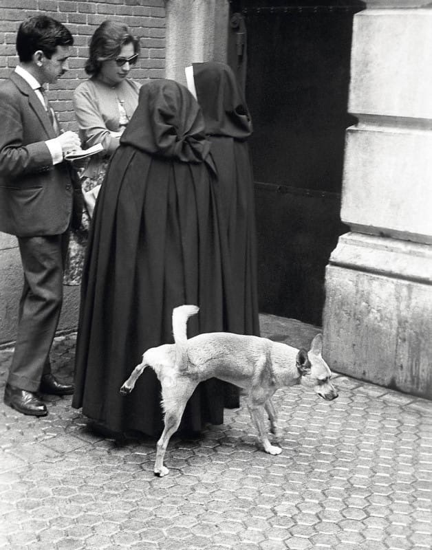 Dog against nuns. Madrid, Spain. Around 1960s - Dog, Nun, The photo, Urination
