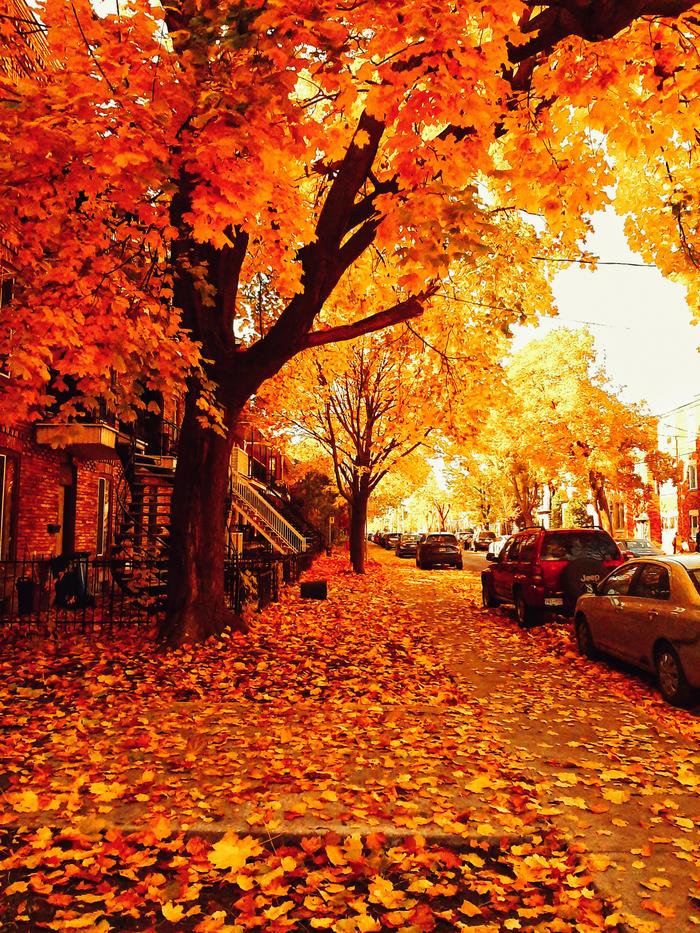 Montreal - Montreal, Reddit, Autumn, The photo, Canada