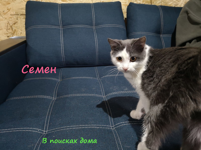 в британском приюте организовали день рождения для кошки. Смотреть фото в британском приюте организовали день рождения для кошки. Смотреть картинку в британском приюте организовали день рождения для кошки. Картинка про в британском приюте организовали день рождения для кошки. Фото в британском приюте организовали день рождения для кошки
