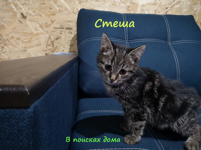 в британском приюте организовали день рождения для кошки. Смотреть фото в британском приюте организовали день рождения для кошки. Смотреть картинку в британском приюте организовали день рождения для кошки. Картинка про в британском приюте организовали день рождения для кошки. Фото в британском приюте организовали день рождения для кошки