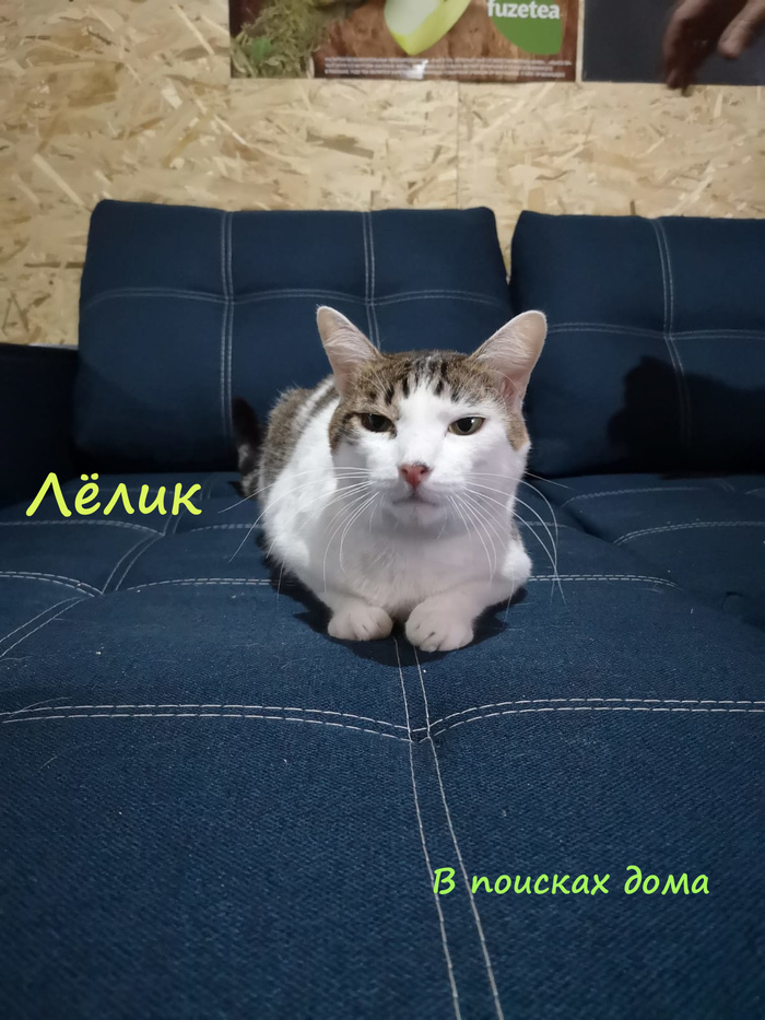в британском приюте организовали день рождения для кошки. Смотреть фото в британском приюте организовали день рождения для кошки. Смотреть картинку в британском приюте организовали день рождения для кошки. Картинка про в британском приюте организовали день рождения для кошки. Фото в британском приюте организовали день рождения для кошки