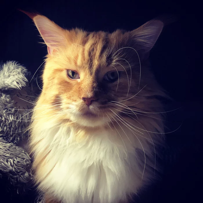 Pss! - My, Maine Coon, cat, Redheads