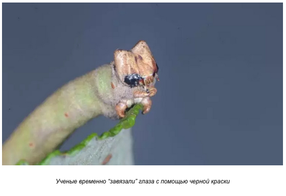 These caterpillars can tell color with their skin, not their eyes. - My, Biology, Animals, Eyes, Zoology, Research, The science, Longpost