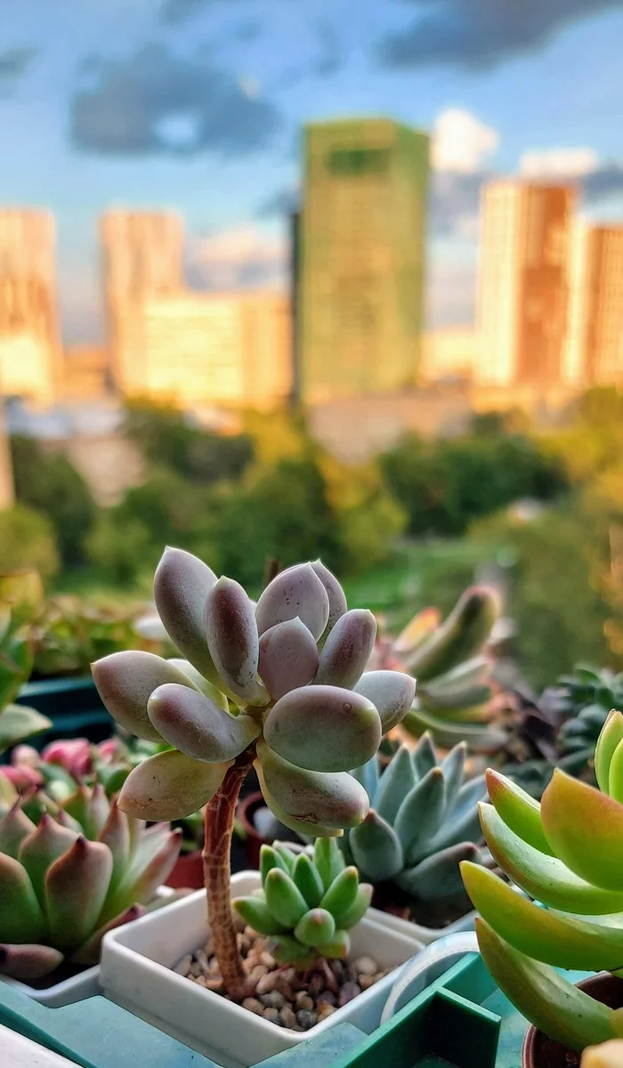 Summer memories - My, Succulents, Hobby, The photo, Mobile photography, Plants