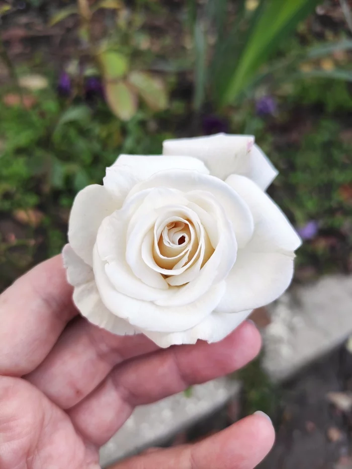 Winter Roses. Bloomed in mid-November. This cannot be torn down. Only to admire - the Rose, , A life, The winter is coming