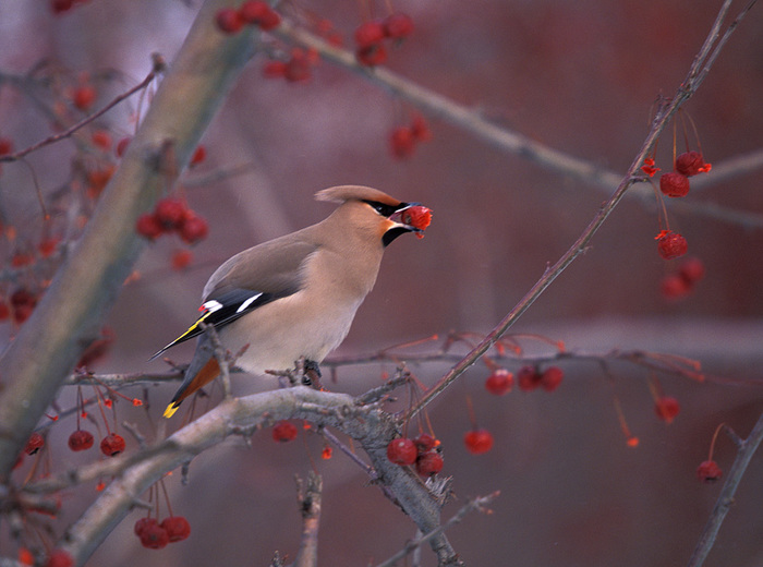 ������� ������ VS ������� �������