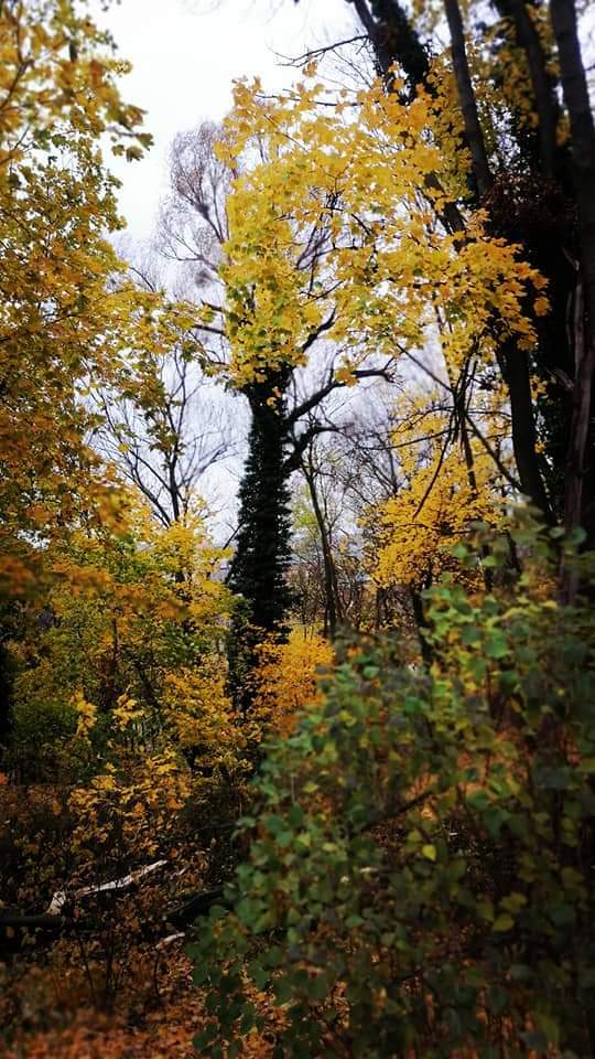 Bydgoszcz. Park Wolnoci - My, The photo, Walk, The park, Longpost, Poland