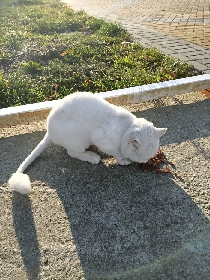 The cat was lost. Zelenogradsk, Kaliningrad region - Kaliningrad, Zelenogradsk, cat, Found a cat, No rating