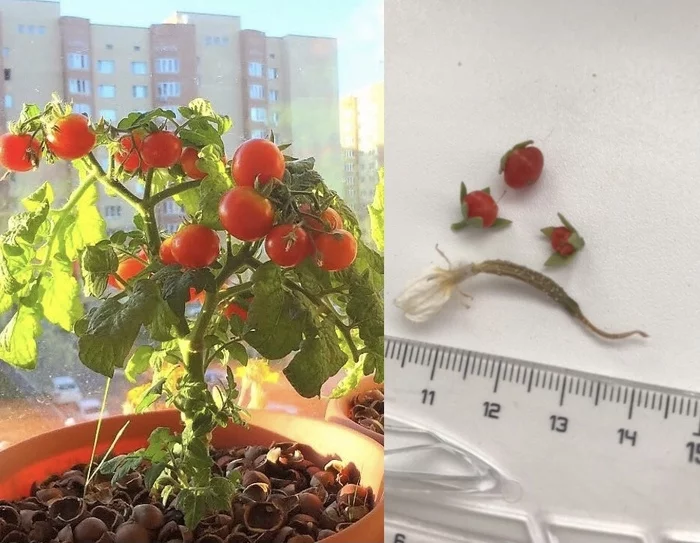 Vegetable garden on the windowsill - My, Tomatoes, Cucumbers, Vegetable garden on the windowsill, Expectation and reality, Gardening