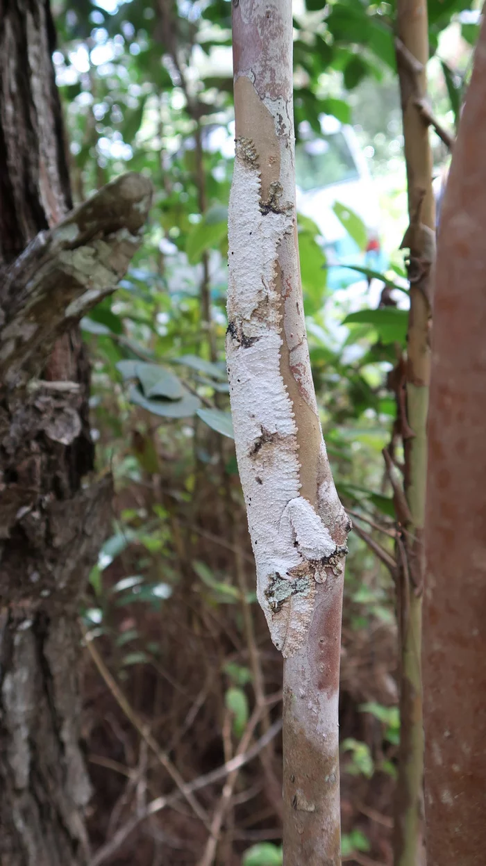 disguise - Gecko, Reptiles, Mimicry, Disguise, Wild animals, wildlife, Africa, Madagascar, The photo