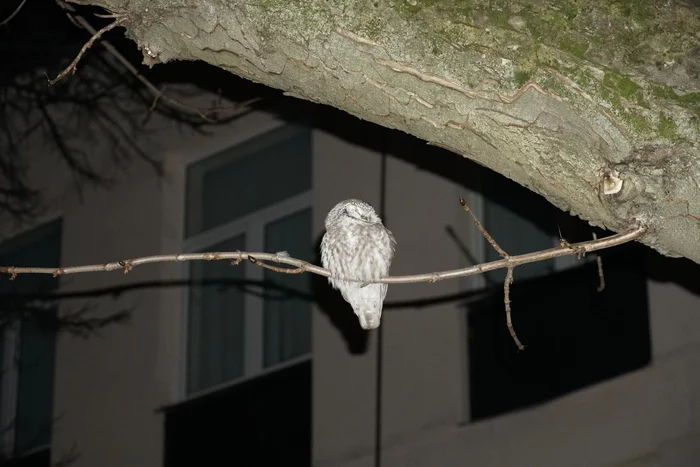 Help identify the animal - My, Ornithology, Moscow, Ornithology League, Help, Owl, Owl