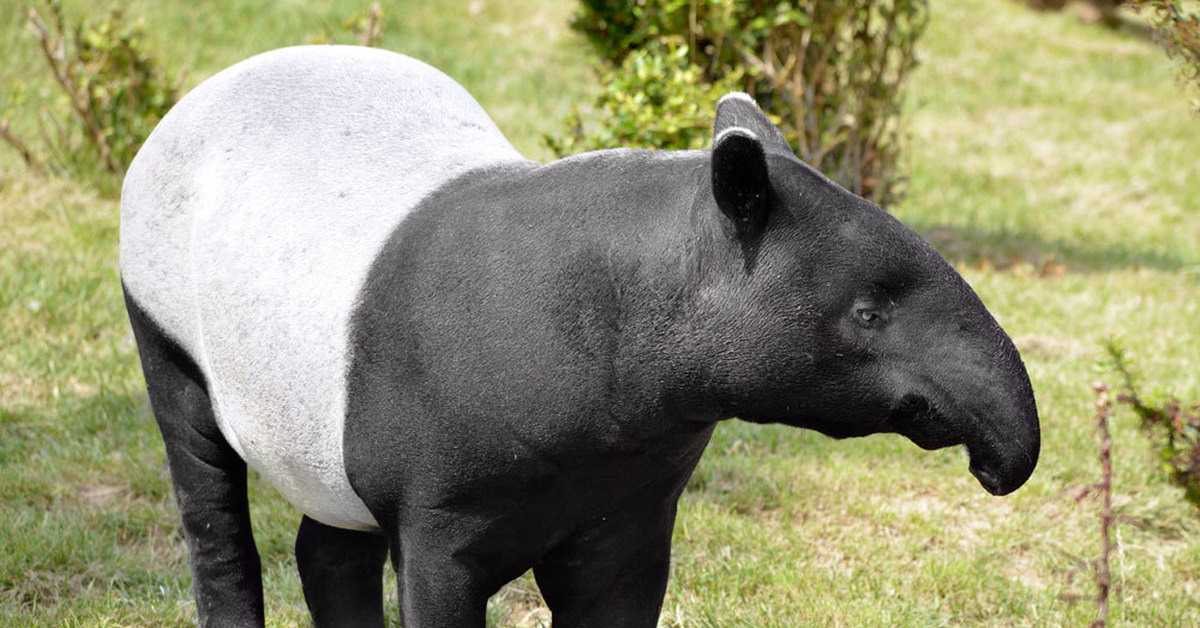 Домен животных. Непарнокопытные тапиры. Чепрачный тапир. Тапир в Южной Америке. Тапир Бразилия.