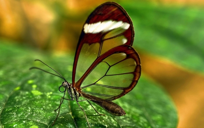 Transparent butterfly - Butterfly, Transparency