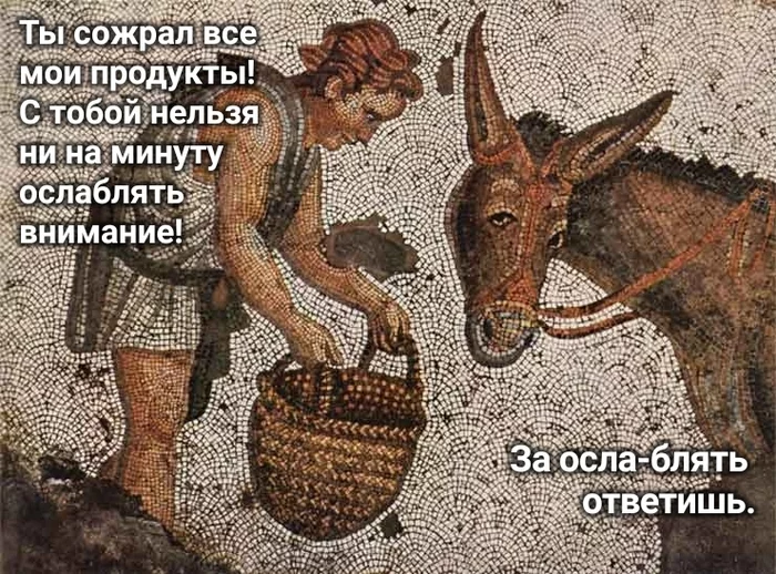 Answer for donkey... - Suffering middle ages, Strange humor, Memes, Donkey, Mosaic, Swearing