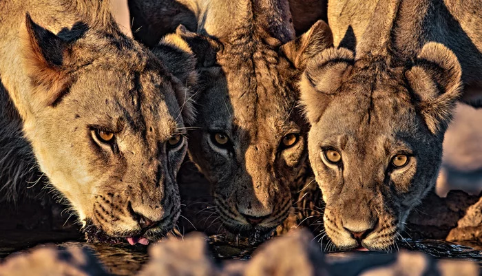 For three persons - Lioness, a lion, Big cats, Cat family, Predatory animals, Wild animals, wildlife, Reserves and sanctuaries, South Africa, The photo, Waterhole