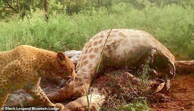 Rare 'strawberry' leopard spotted in India for the first time - Leopard, Big cats, Cat family, Wild animals, Predatory animals, Rare view, India, Interesting, Longpost