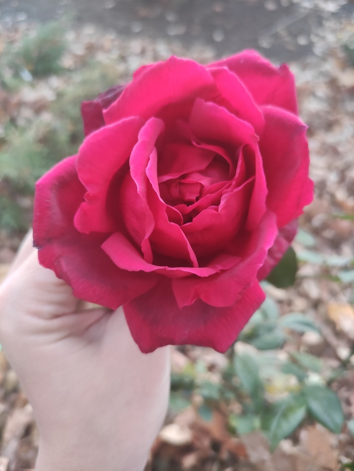 Почти зимняя роза - часть II. Без фильтров, как есть. Красавица