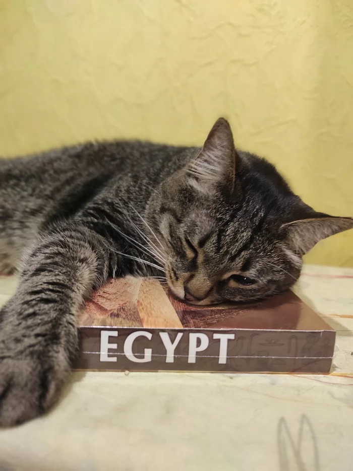 Deity - cat, Ancient Egypt, Egypt, God