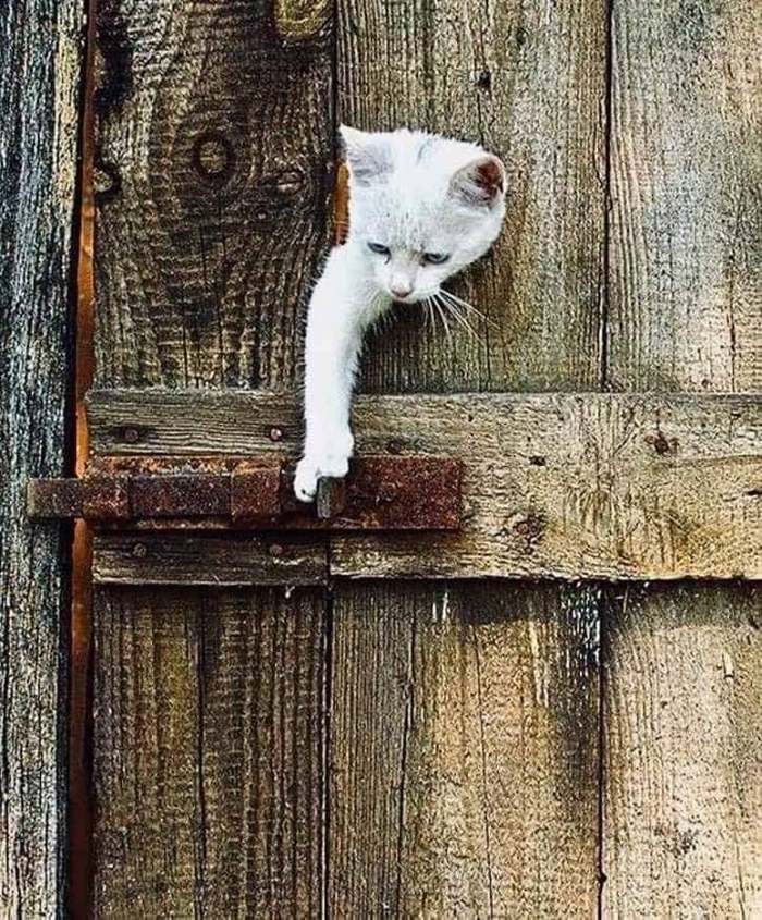 I'm white and fluffy... please let me go! - cat, Door, Damper