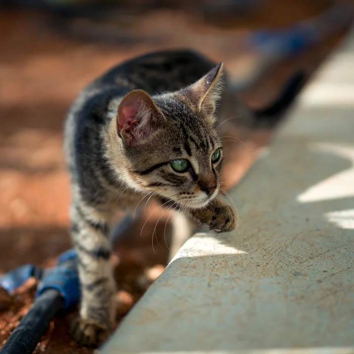 cat (crouching) - My, cat, The photo, Beginning photographer