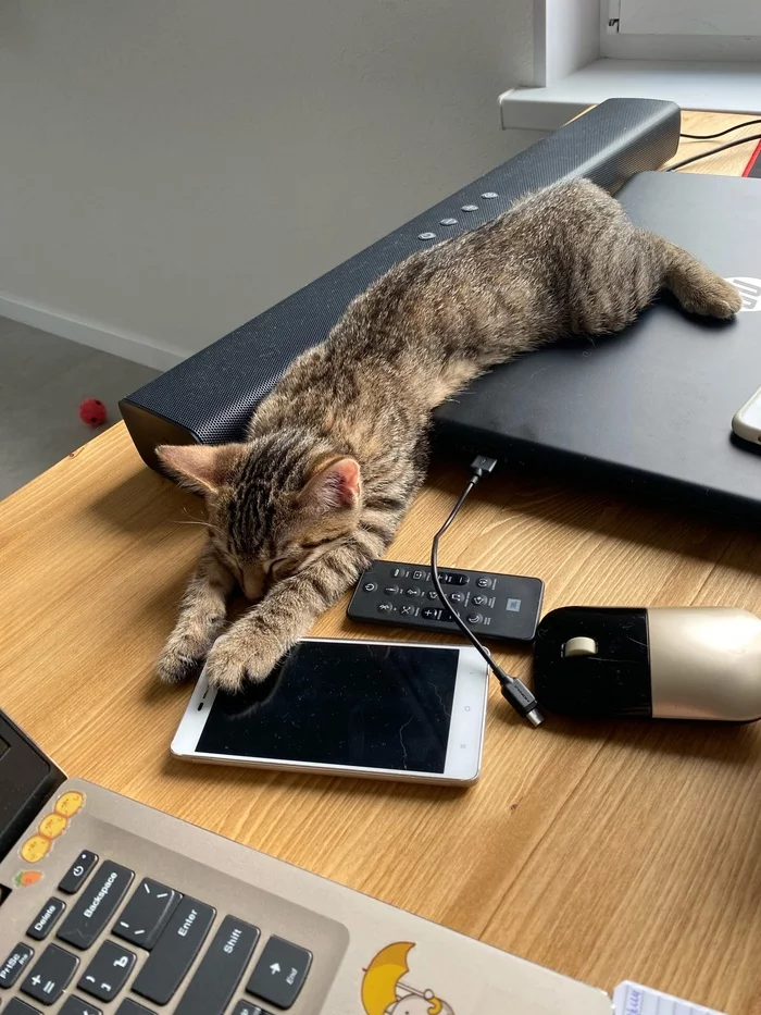 You don't work today - My, cat, Kittens, Milota, Dream, Remote work, Freelance