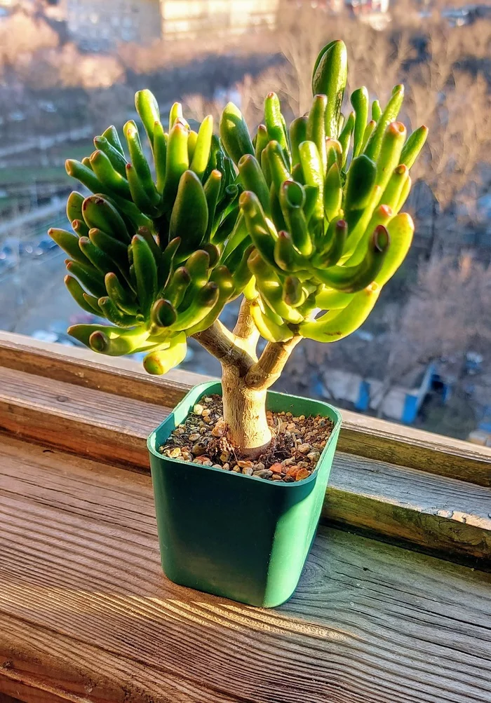 My personal baobab - My, Succulents, Mobile photography, The photo, Plants, Hobby, Beginning photographer