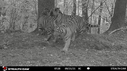 New tigers in the reserve - Tiger, Tiger cubs, Big cats, Cat family, Wild animals, Predatory animals, Interesting, Phototrap, Good news, Tiger Center, Species conservation, Helping animals, Reserves and sanctuaries, Bastak Nature Reserve, Repeat