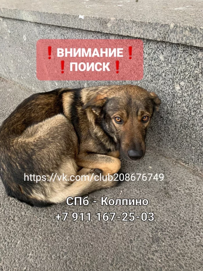 [Shushary; Kupchino] St. Petersburg-Kolpino. A mestizo dog ran away, knee-deep, canvas harness, green leash. [Thanks, found] - No rating, The dog is missing, Kolpino, Saint Petersburg, Longpost, , Shushary, Kupchino, Dog