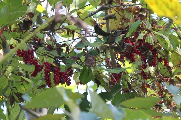 Лимонник китайский –Schizandra chinensis - лекарство от всего плохого и для всего хорошего - Моё, Приморский край, Лимонник, Природа, Ботаника, Биология, Длиннопост