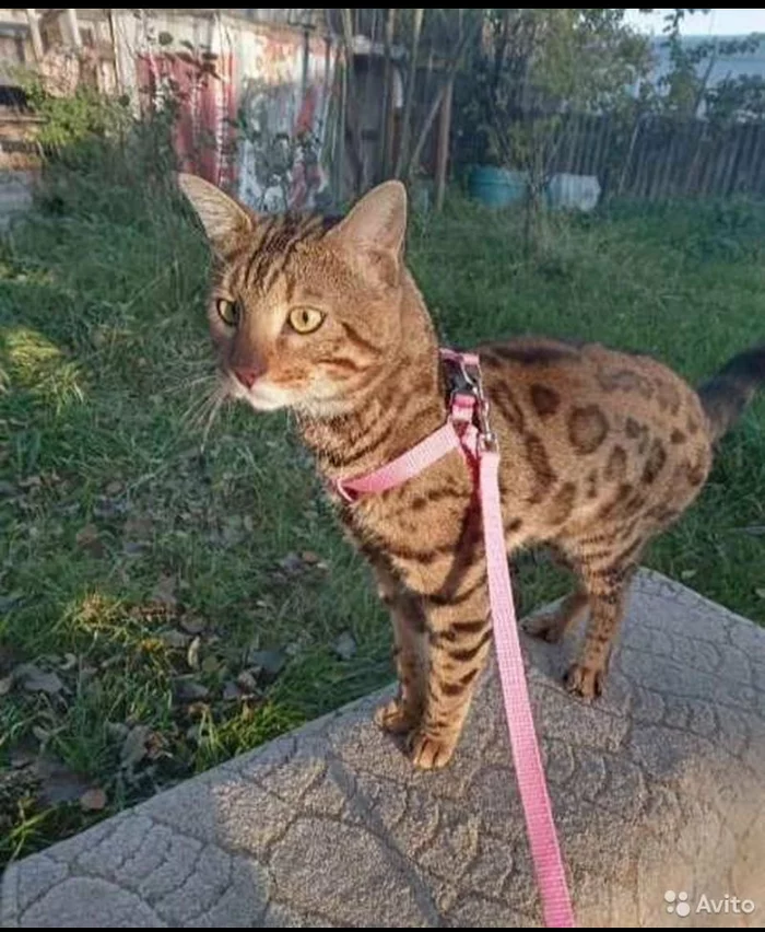 Bengal cat looking for a home - Moscow, Moscow region, Bengal cat, In good hands, Longpost, No rating, cat, Help