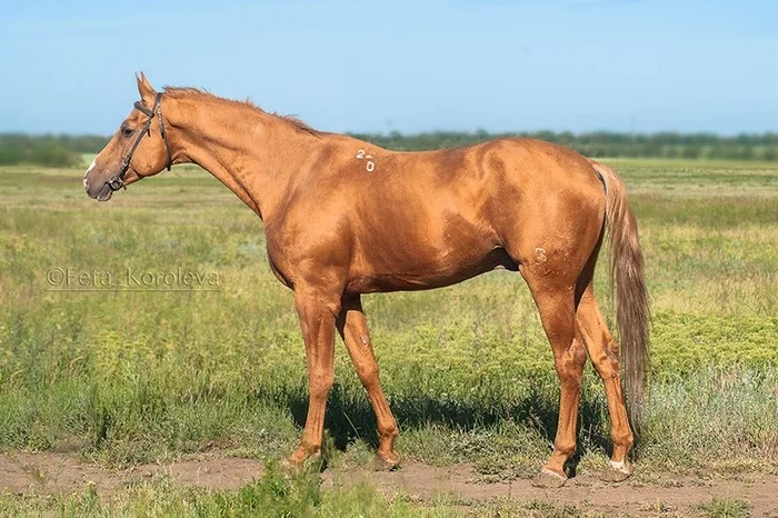 Don horse breed - Horses, Horseback Riding, Breed, Horse breeds, Longpost
