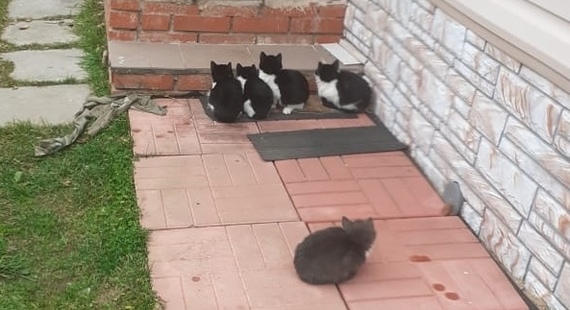 Monochrome babies, huddled in a flock, were shivering in the cold - and have almost said goodbye to life... - My, No rating, cat, Kittens, In good hands, Homeless animals, Helping animals, Moscow, Moscow region, Longpost